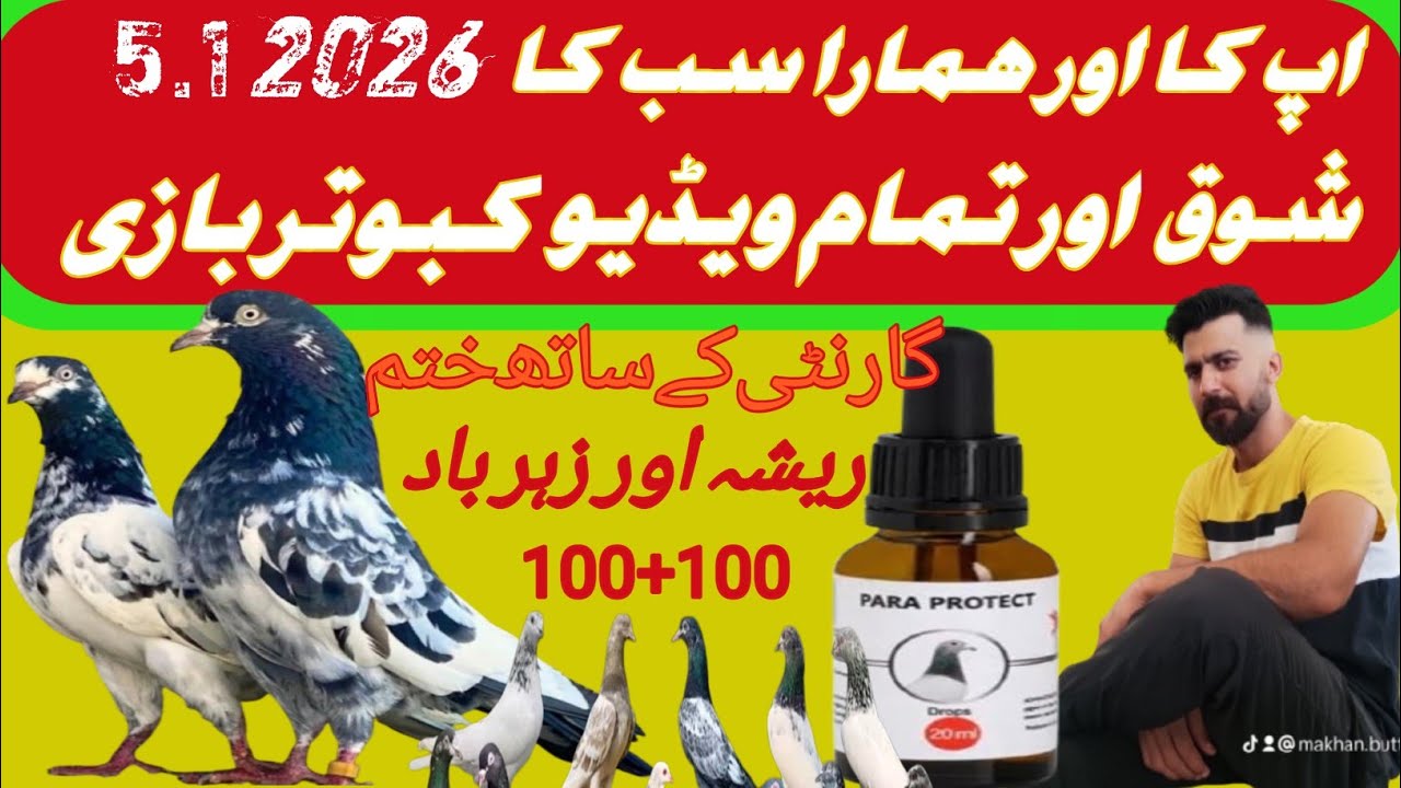 upload this video pigeon lover#pigeon #pakistani #kabootar official channel pigeon gallery 