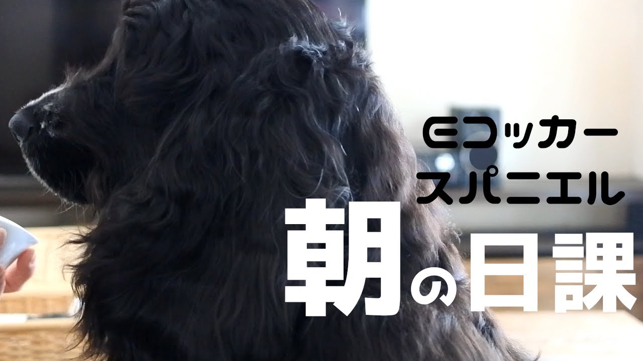 仰向けブラッシングが日課のイングリッシュコッカースパニエル