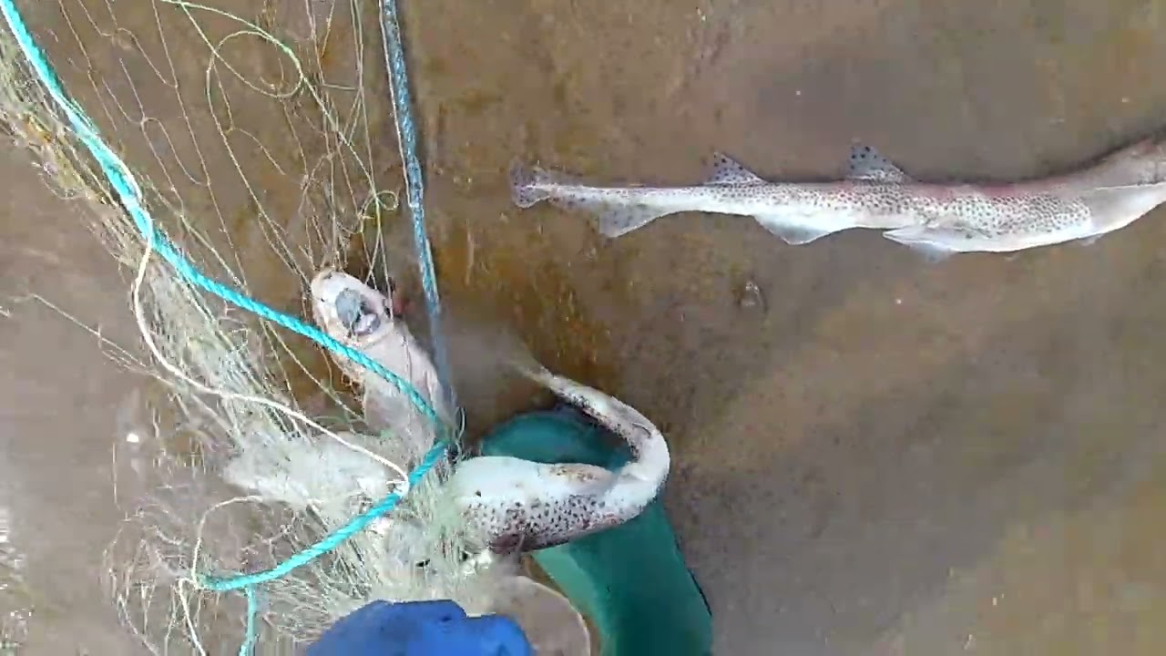 VIDEO 3/3 RETREVEING THE TRAMMEL NET AND REMOVE THE CATCH. PLAICE, FLOUNDER, THORN BACK RAY!!