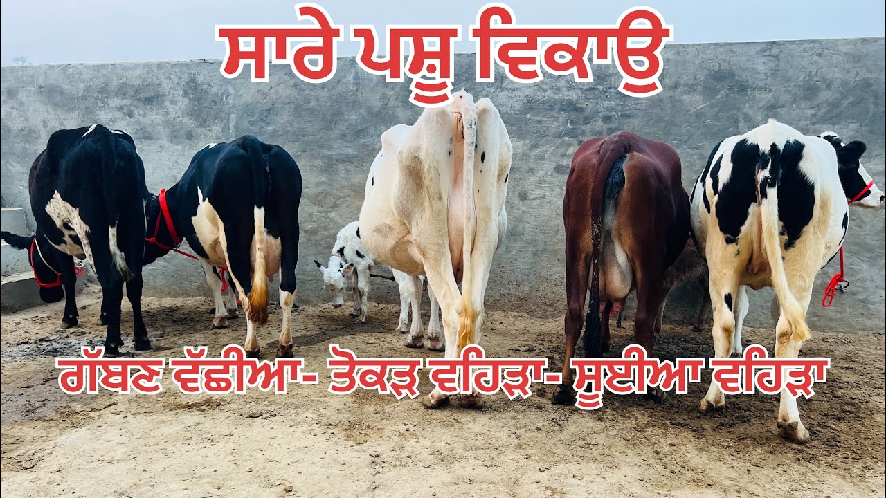 ਸਾਰੇ ਪਸ਼ੂ ਵਿਕਾਉ 🔥 ਗੱਬਣ ਵੱਛੀਆ 🔥 ਤੋਕੜ ਵਹਿੜਾ🔥 ਸੂਈਆਂ ਵਹਿੜਾ -All animals for sale 