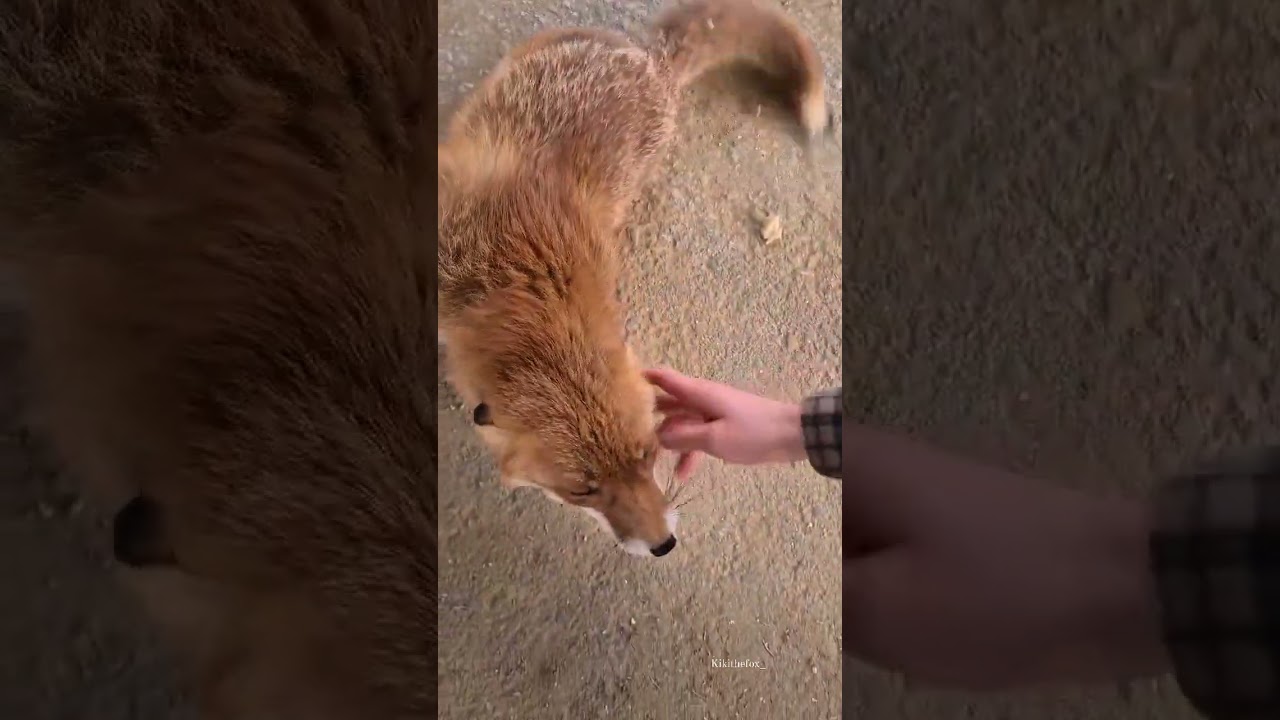 kikithefox seeks a comforting hand | #companionanimals  #foxes #animalbehavior