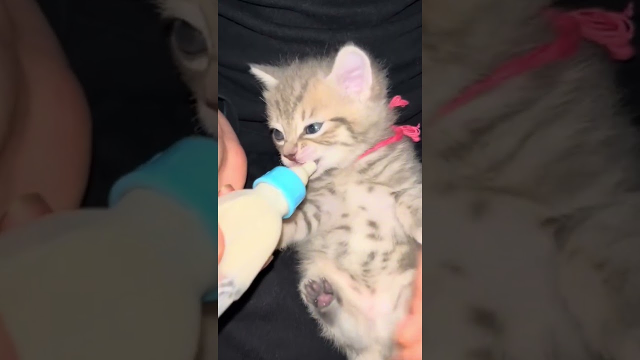  when the cats eat after a long time 🐈 #cat  #cute #viral #foryou #funnycats #catvideos #cateating 