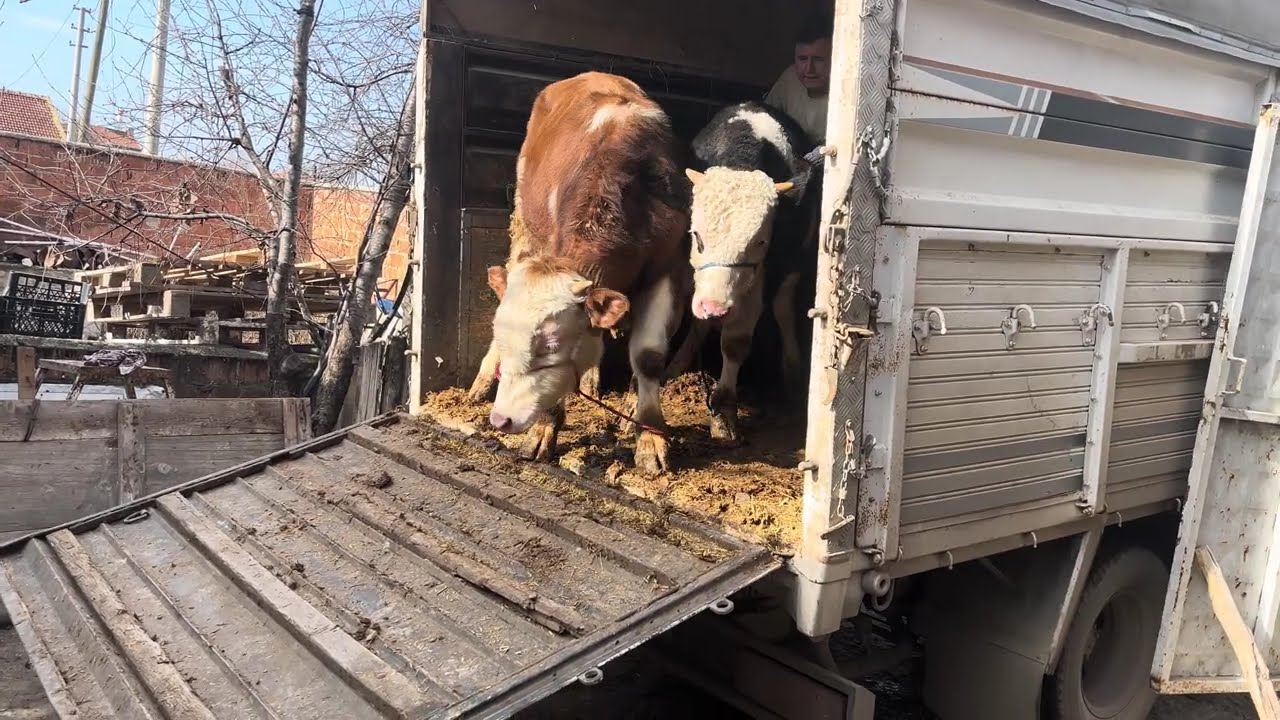 Kaliteli erkek dana ve kilo alacak mallar
