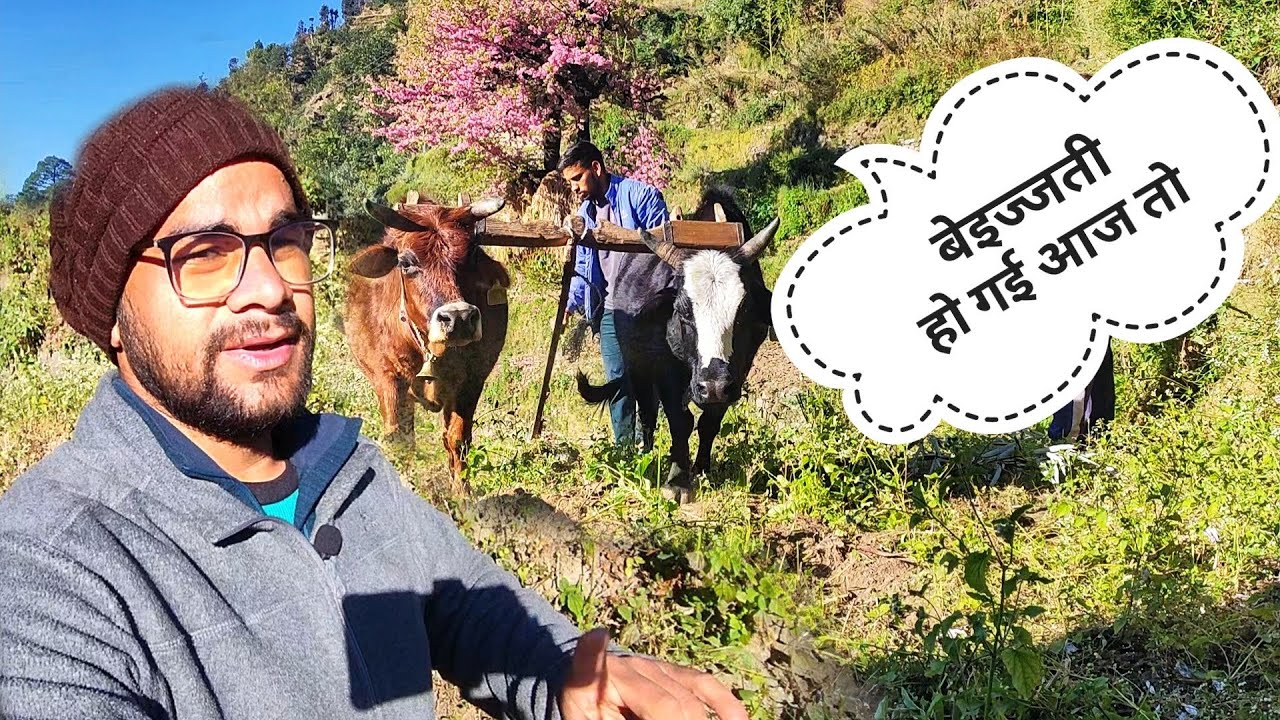 अब तो बैल भी भाव नहीं दे रहे 😂 || villagers lifestyle in uttarakhand || Akki ke vlogs