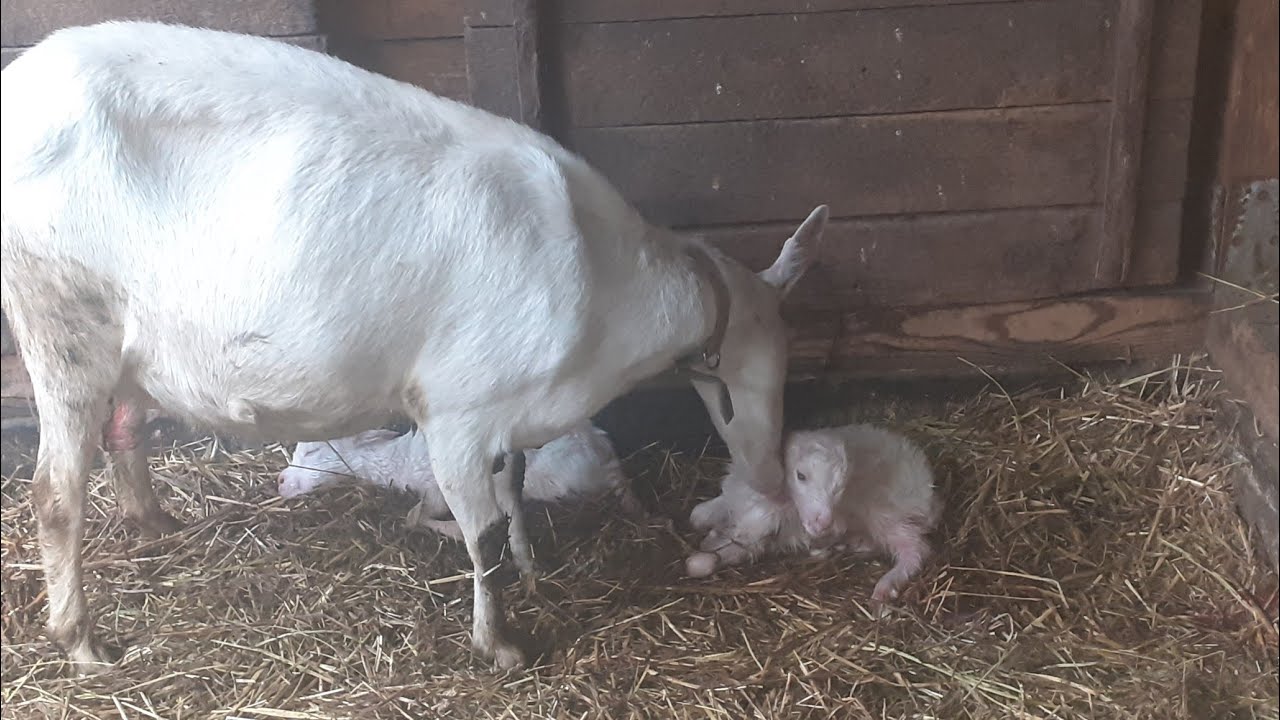 Fată caprele....! Cum procedăm ?!