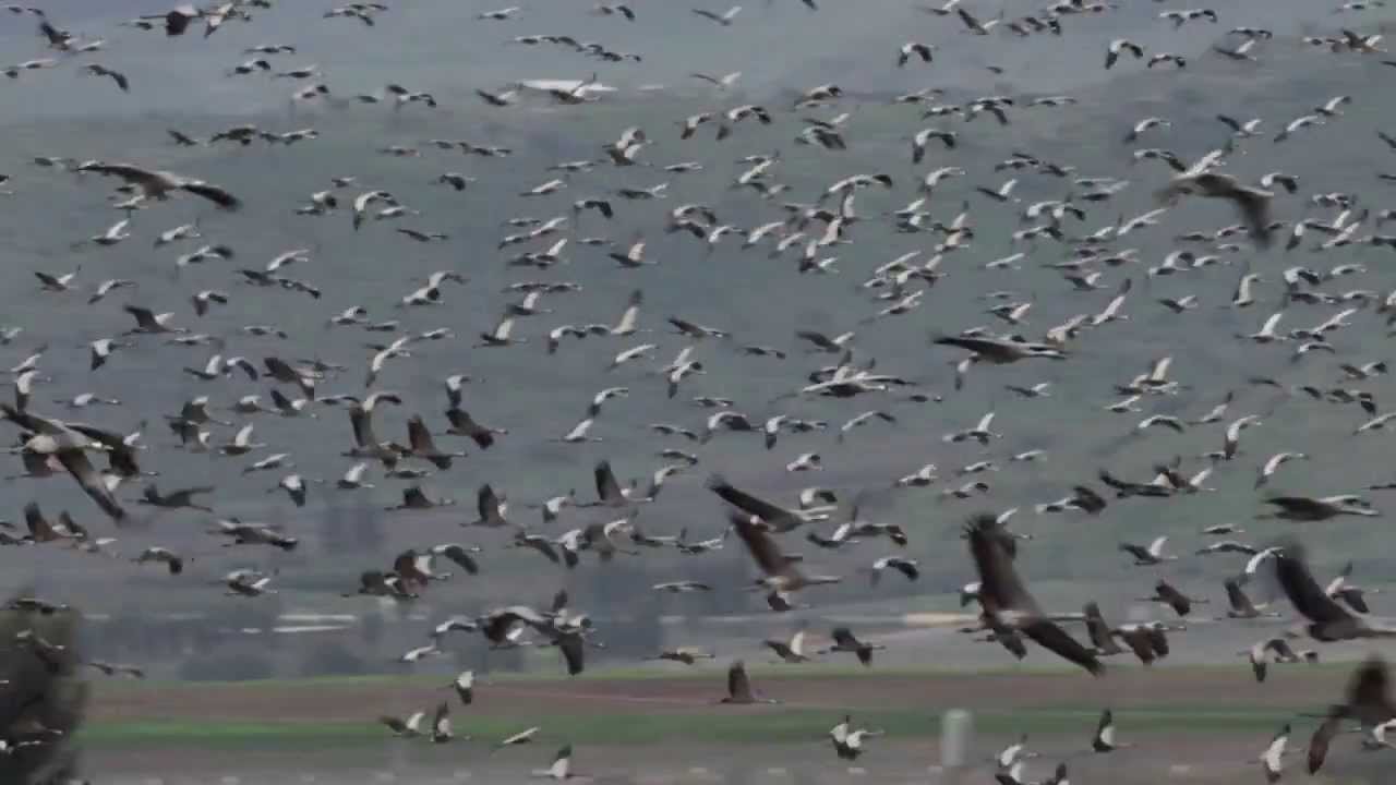 ציפורים נודדות - מתוך סתיו  - מסדרת 4 העונות של שגית סנדל