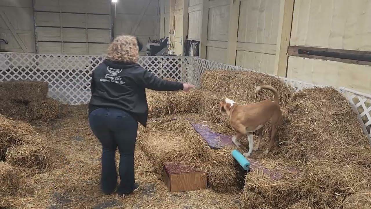 Sadie Lady vs. The Rats: Yes- She is doing me a favor.