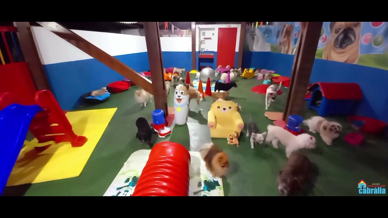 DISCOTECA CANINA NO S&Atilde;O JO&Atilde;O BOM PRA CACHORRO 2022. AQUI A DIVERS&Atilde;O &Eacute; AT&Eacute; A NOITE!