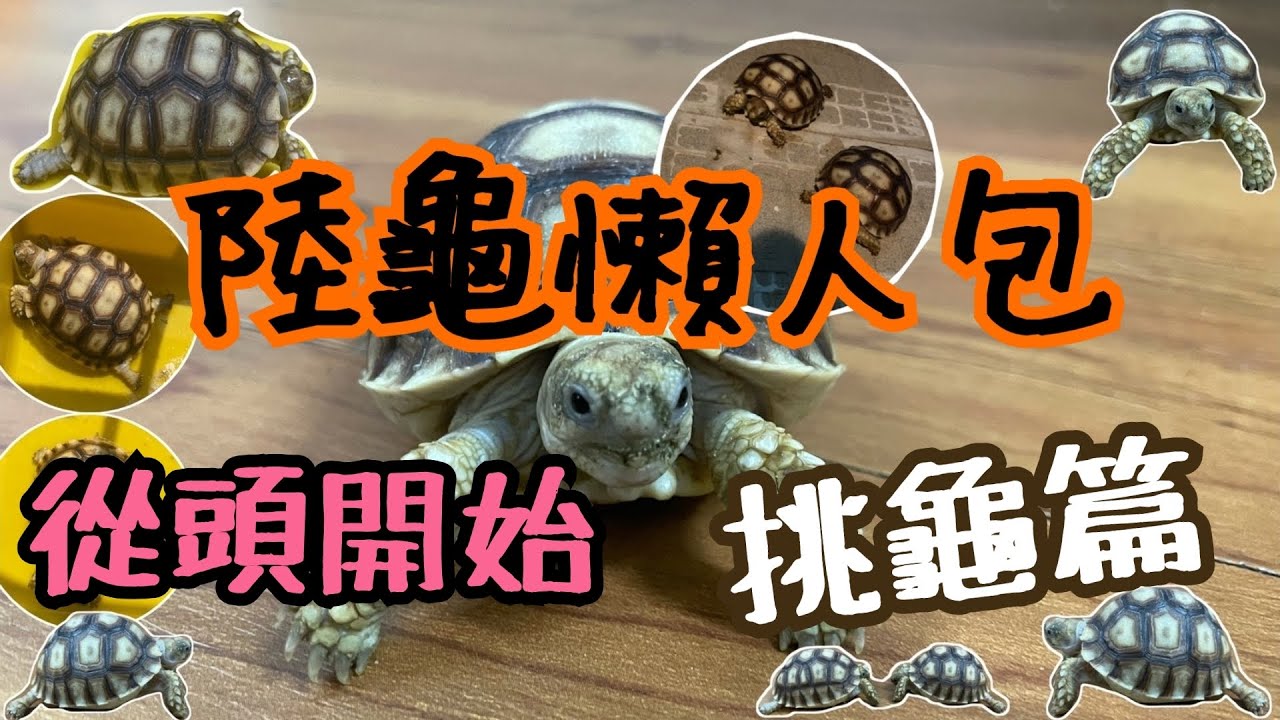 給陸龜的懶人包-挑龜篇   如何挑選一隻健康的龜