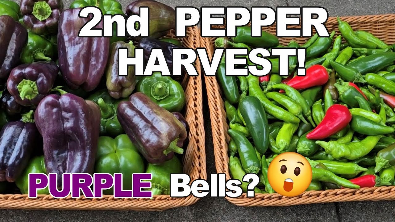 Huge Pepper Harvest! Purple Bell Peppers + Hot Jalapenos | Garden Bounty! | NJ and TX Garden