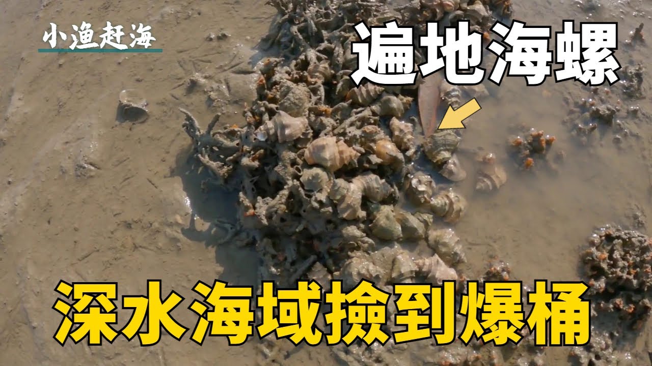 大干潮，阿富趕海闖入深水海域，遍地海螺擱淺撿到爆桶【小漁趕海v】