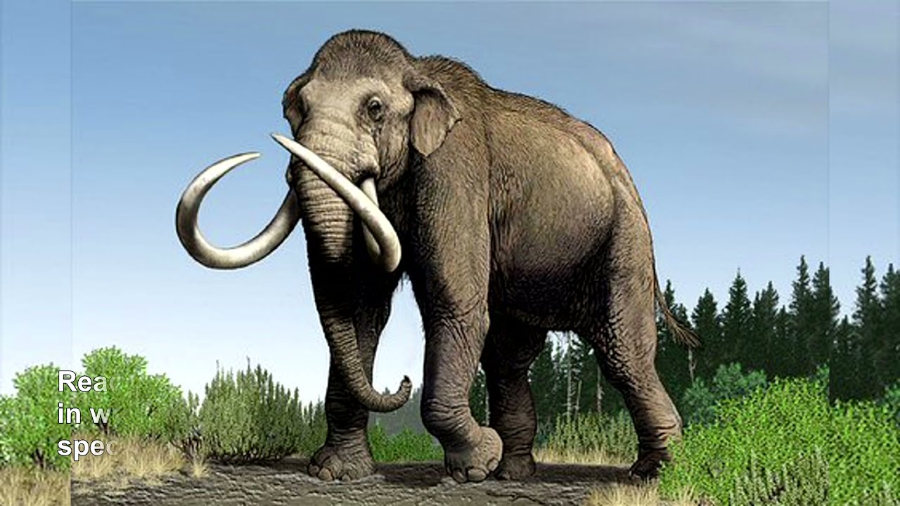 Imperial Mammoth | Prehistoric Elephant |