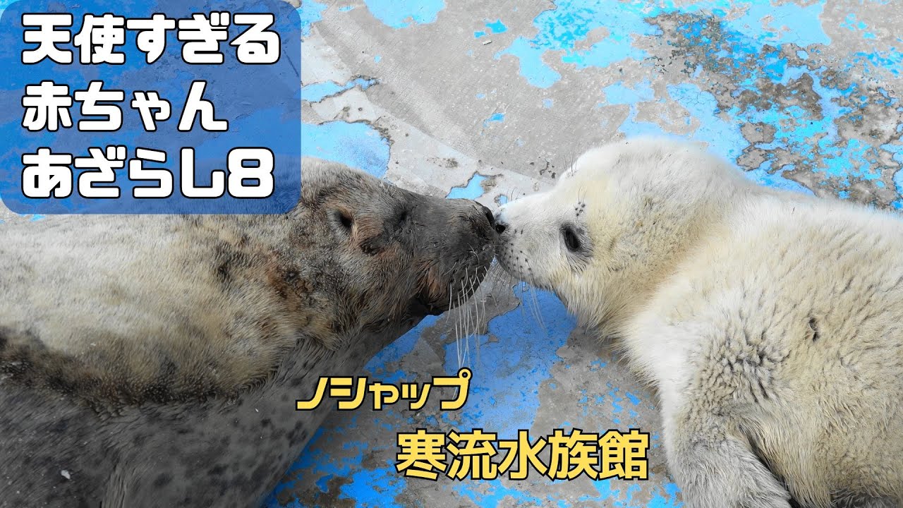 天使すぎる赤ちゃんあざらし８ / Baby seal that is too angelic 8