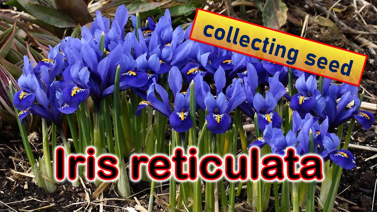 Collecting Seeds for Iris Reticulata and a look at growing bulbs.