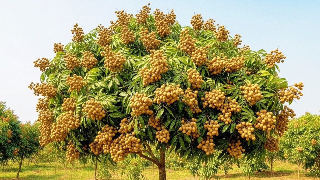 Close up of a New Longan Variety with Super Big and Many Fruits in a Rural Area of Switzerland