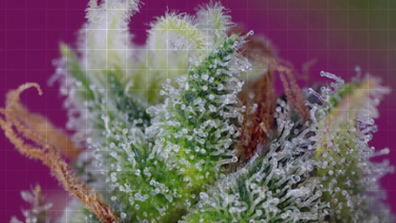 Black Jack CBD Sweet Seeds
