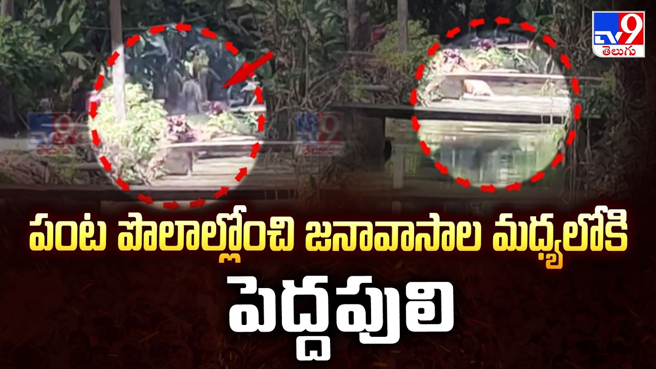 పంట పొలాల్లోంచి జనావాసాల మధ్యలోకి పెద్దపులి | Tiger Spotted in East Godavari - TV9