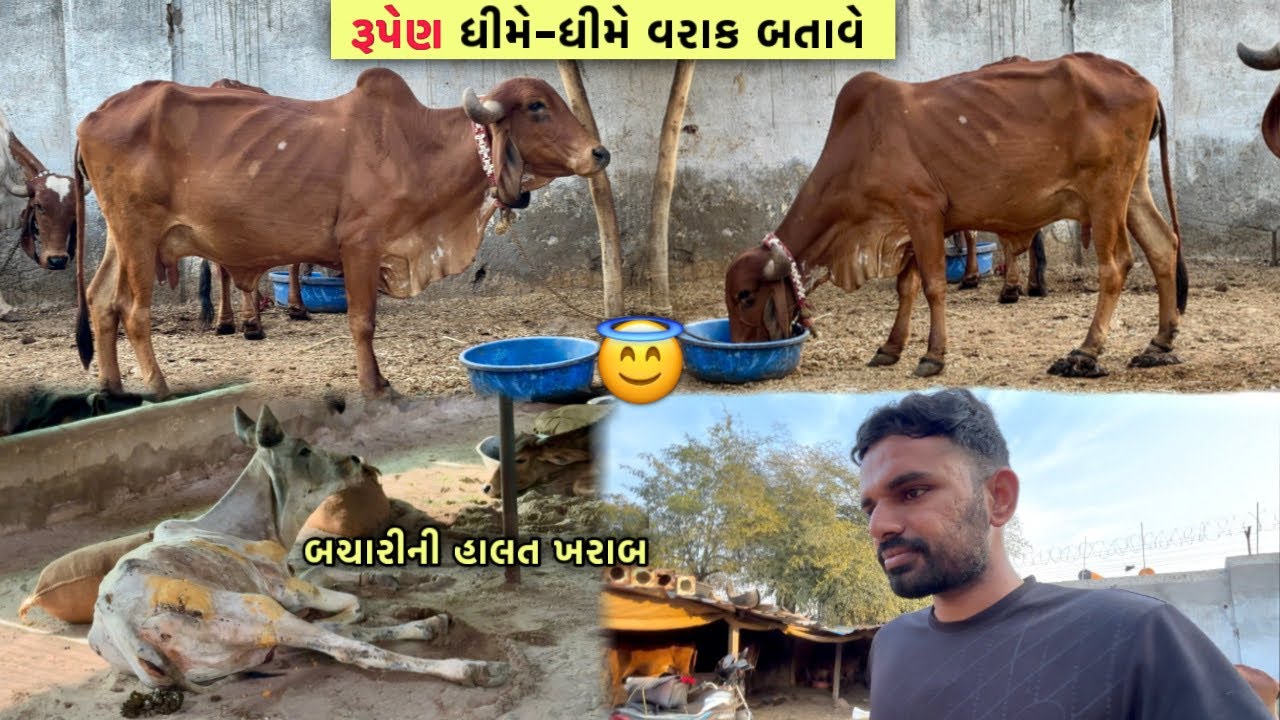 ગૌશાળાએ હવે વિયાસે “રૂપેણ”🥰થોડો વરાક બતાવ્યો | વોડકી ની હાલત ગંભીર😰
