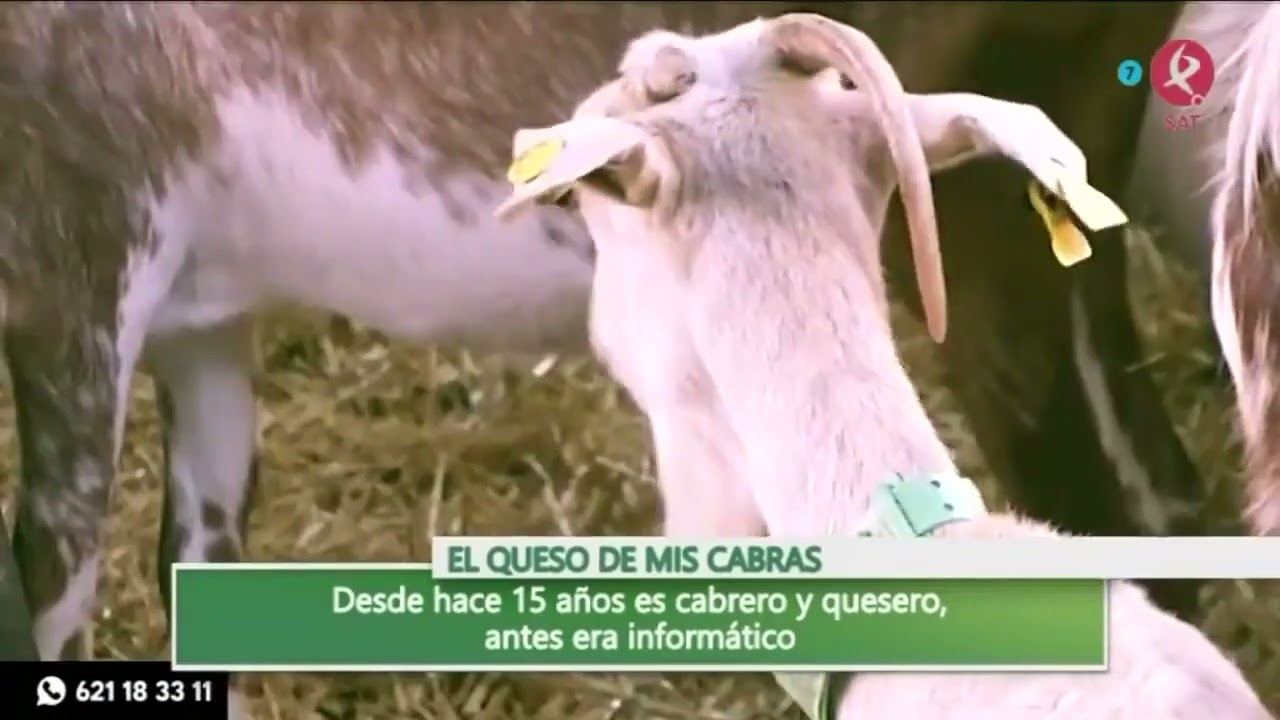 De la cabra al plato, así se elabora un buen queso | Dos de tarde