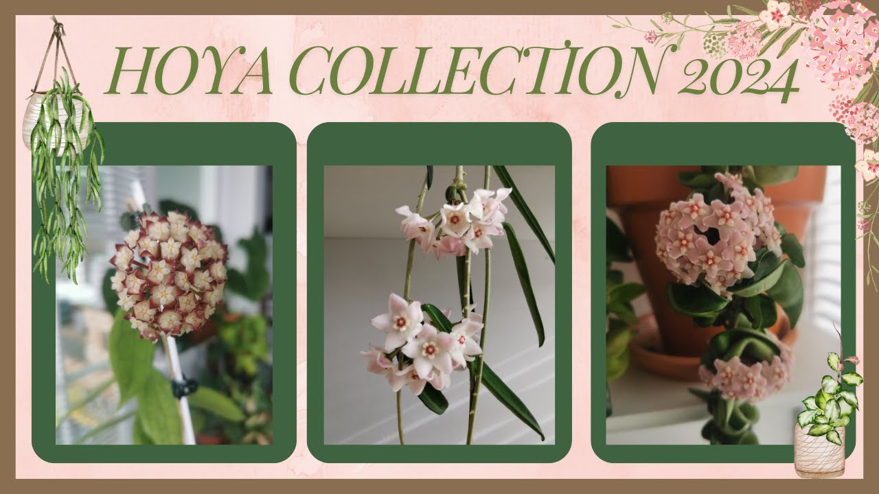 Updated Full Hoya Collection 2024