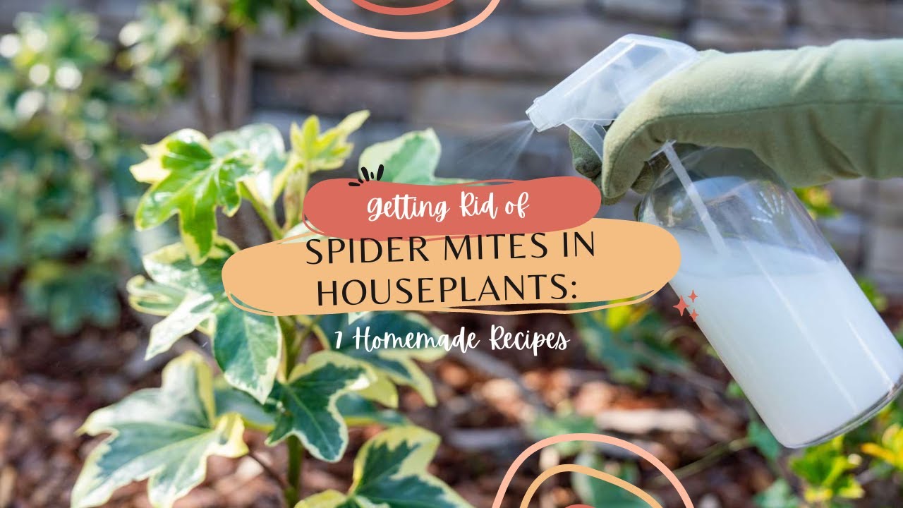 Getting Rid of Spider Mites in Houseplants: 7 Homemade Recipes