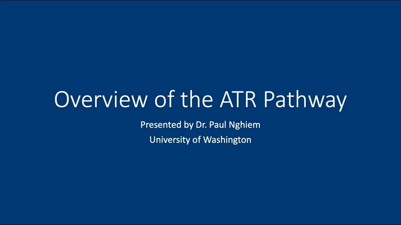 Overview of the ATR Pathway