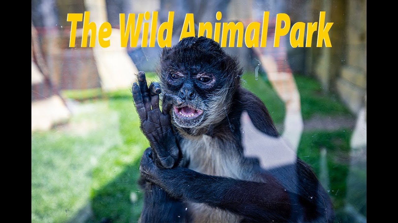 The Wild Animal Park | Chittenango, NY