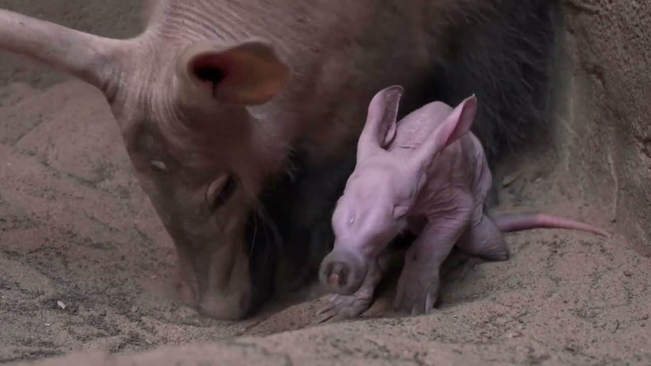 Chester Zoo Welcomes Its First-Ever Baby Aardvark