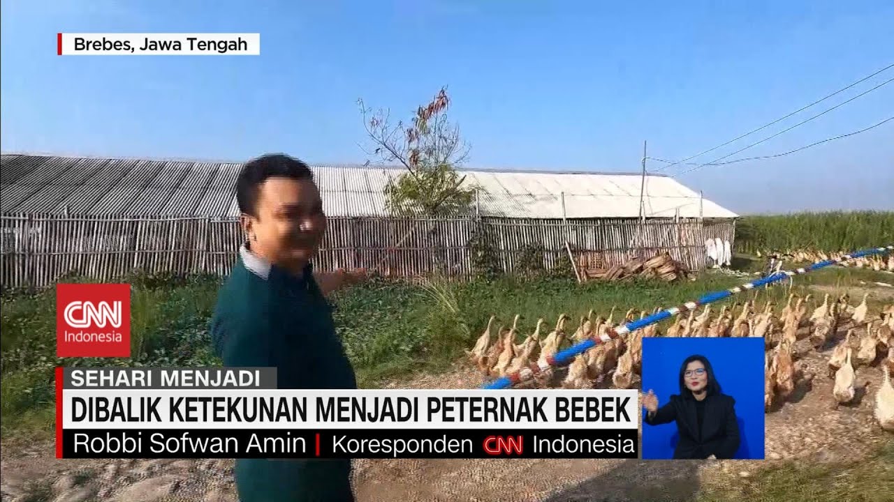 Dibalik Ketekunan Menjadi Peternak Bebek