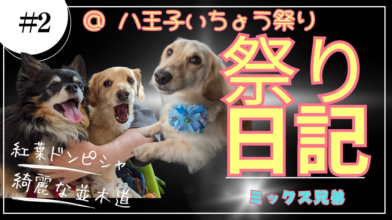 【八王子のイベント】犬連れいちょう祭り