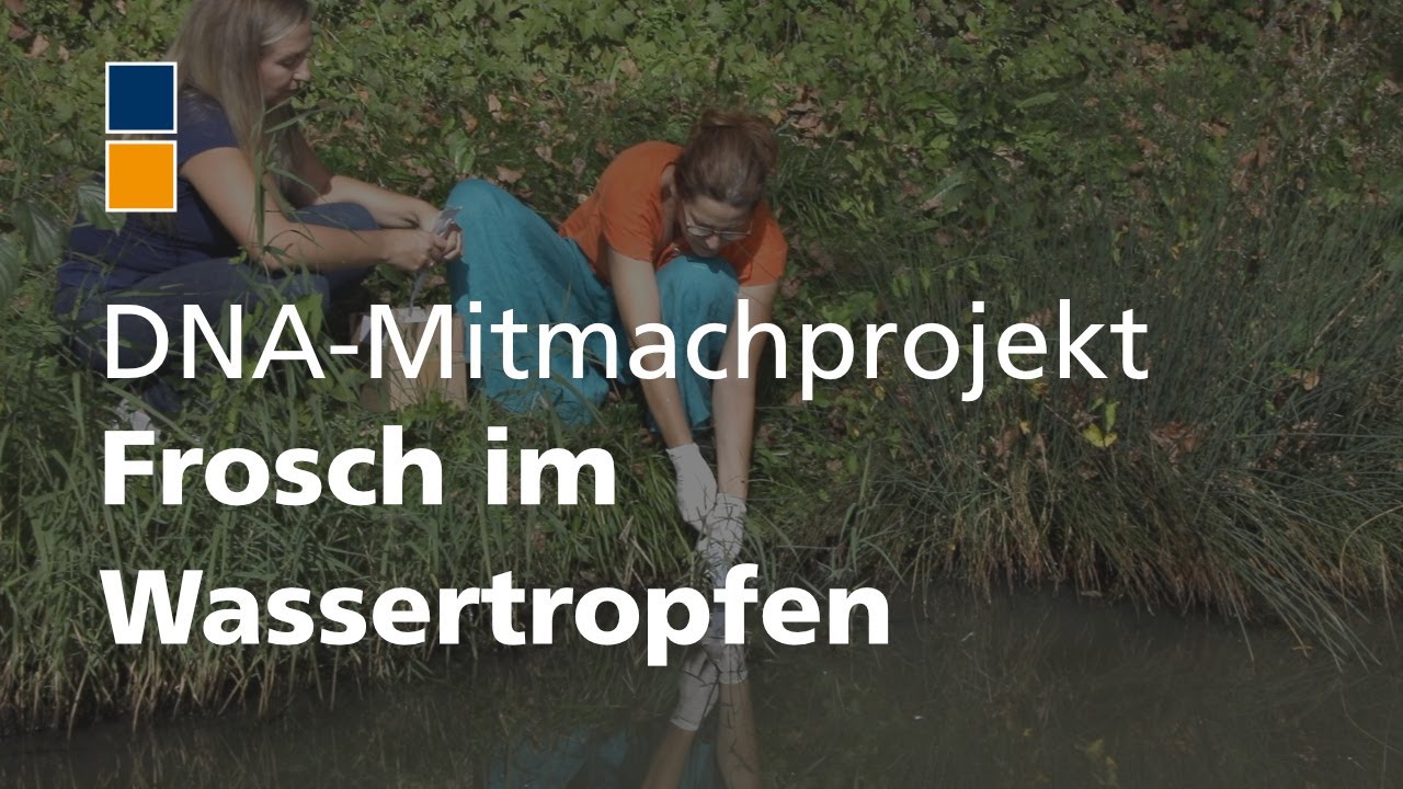 Frosch im Wassertropfen: Ein Mitmach-Projekt f&uuml;r Amphibienschutz