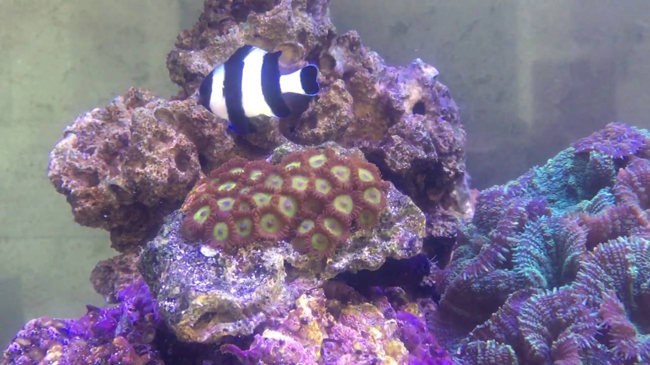 Four stripe damsel wants to play with bicolor blenny