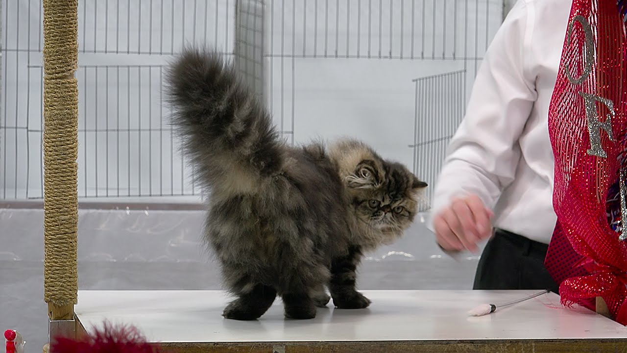 Persian kitten class judging, Set 2, Red Show, CFA International 2015