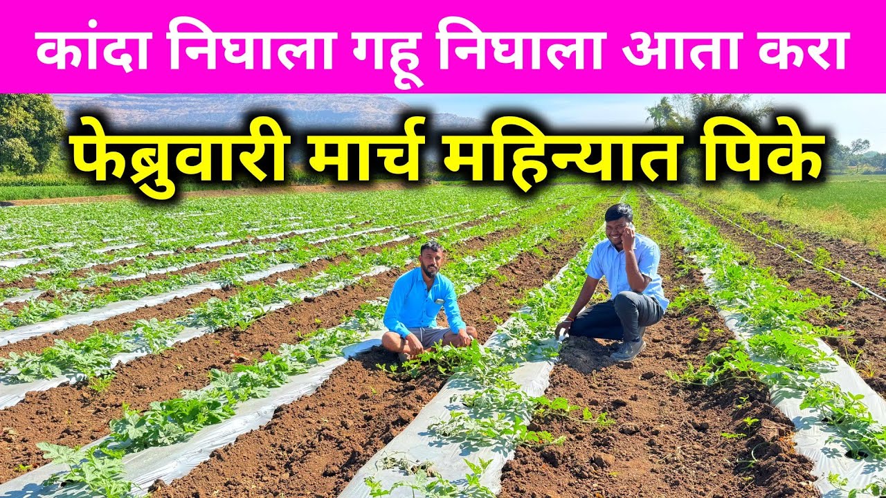 फेब्रुवारी मार्च महिण्यात करा हिच पिके 🌱✅ | February pike | march mahinyatil pike | Agriculture 