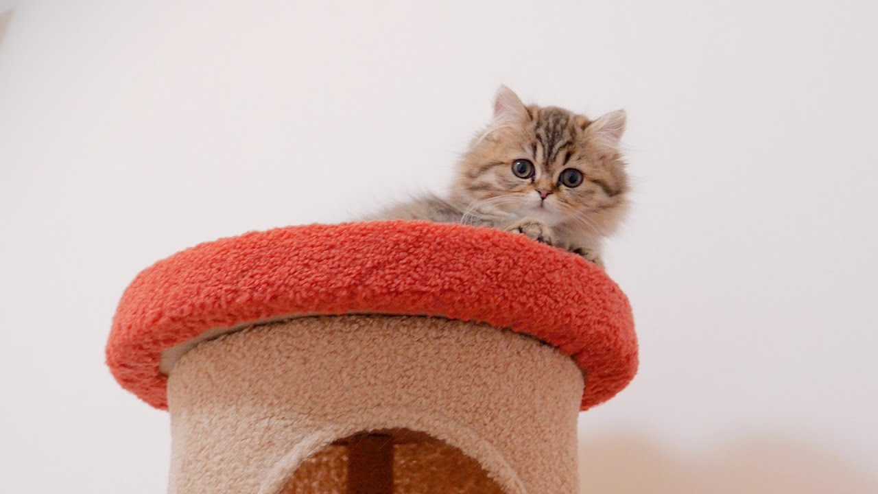 Котёнок, упавший с высоты и приземлившийся на Ultra C, — это так смешно!