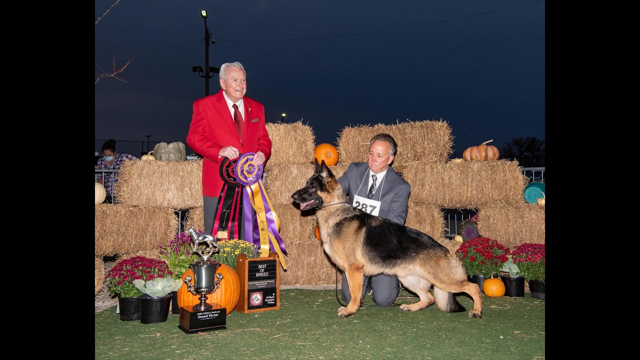 2020 GSDCA National  Best of Breed Males, GV, GVX, Best Puppy