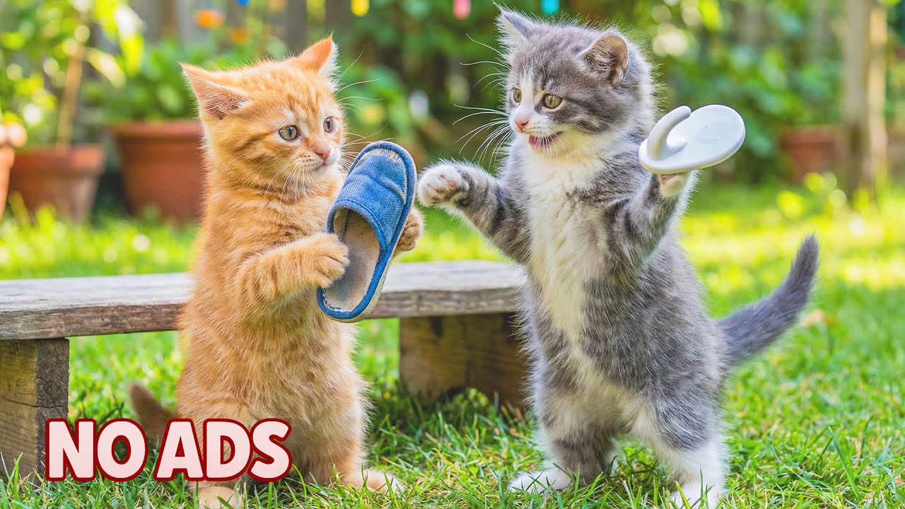 12 Часов Спокойной Музыки для Кошек 🐈 Атмосфера Тихого Сна 🌙 Cat TV ♬ Нежная Музыка для Кошек