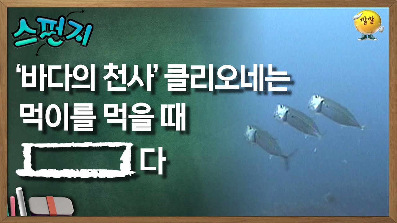바다의 천사 클리오네는 먹이를 먹을 때 [      ]다 [스펀지 레전드] | KBS 060304 방송