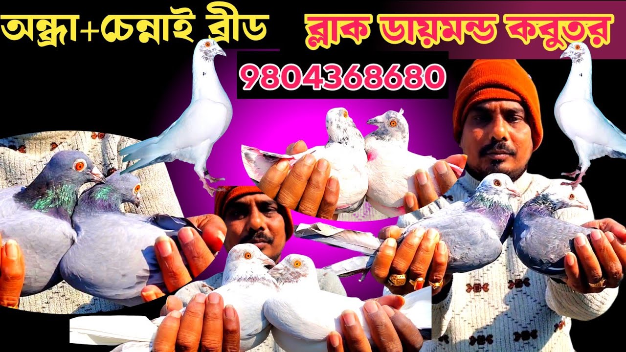  অন্ধ্রা+চেন্নাই ব্রীড+ব্লাক ডায়মন্ড কবুতর // Andhra+Chennai Breed+Black Diamond Pigeon..