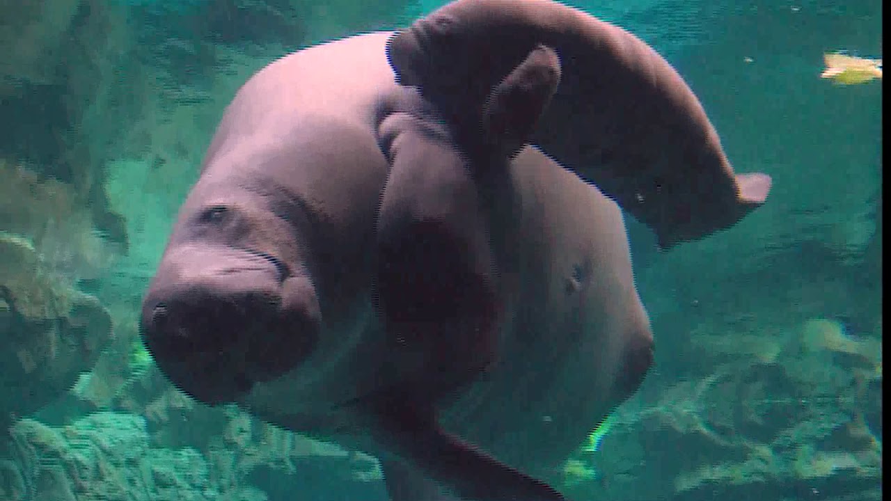 IL VIDEO DEL CUCCIOLO DI LAMANTINO NATO ALL'ACQUARIO DI GENOVA