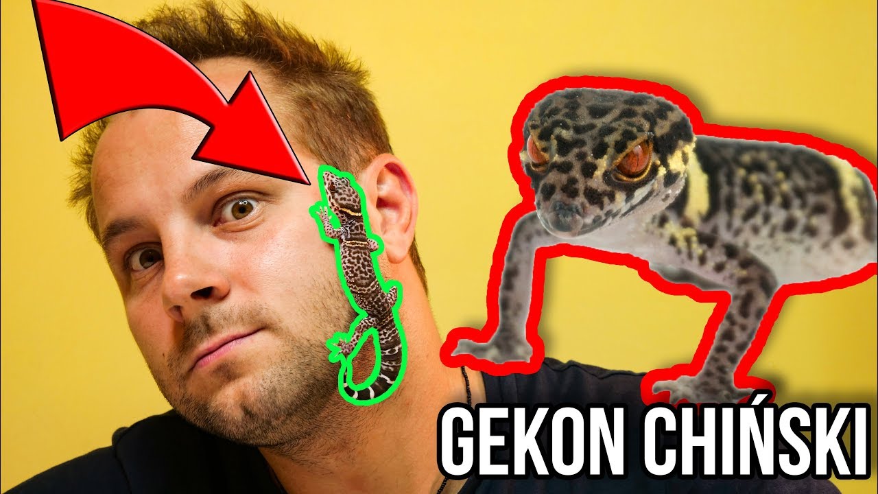 CIEKAWOSTKI O HODOWLI GEKONÓW CHIŃSKICH W DOMU