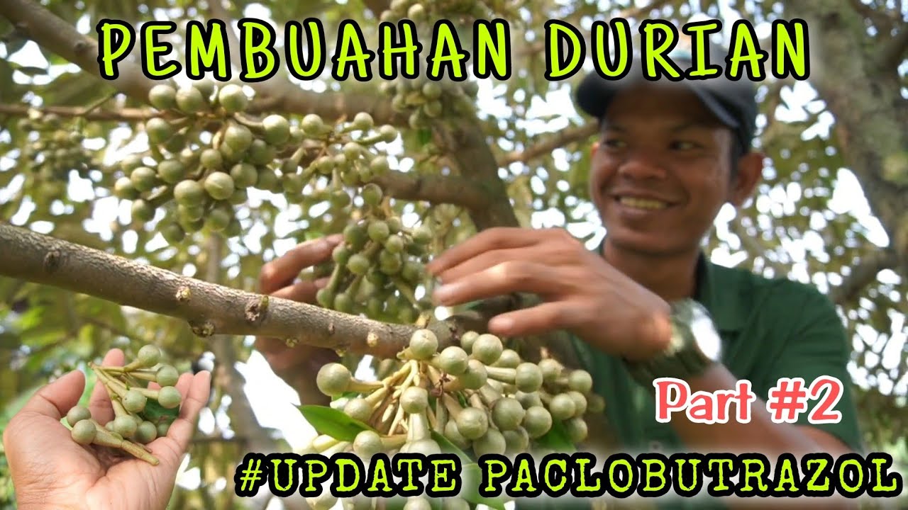 PEMBUAHAN DURIAN PART 2 UPDATE PACLOBUTRAZOL