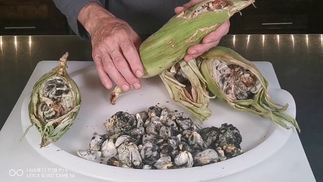 What is fresh Huitlacoche Corn Smut Mold Fungus, how does it grow, look, taste, what to do with it