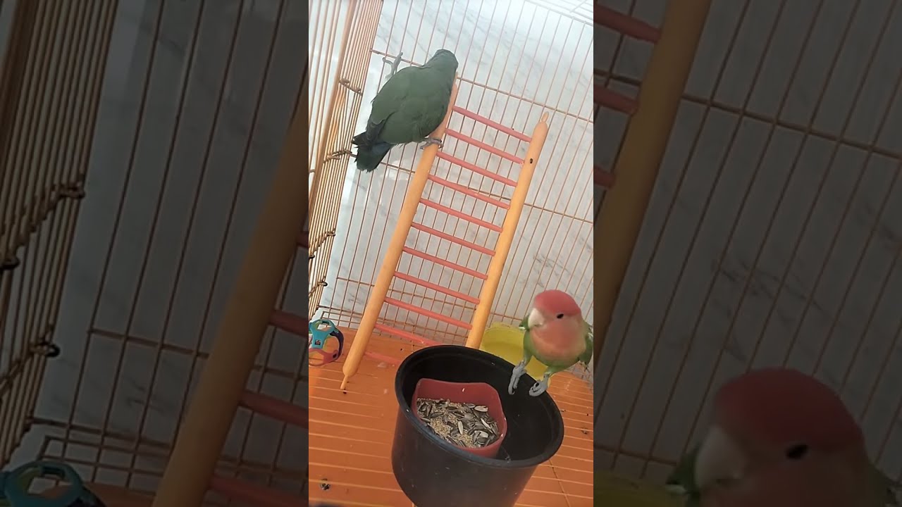 African Love Birds🐥 is live!