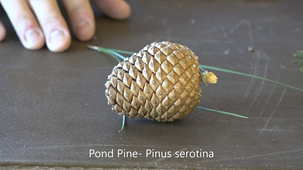 Tree ID #16- Pines: Pitch, Pond, Spruce, Shortleaf, and Virginia