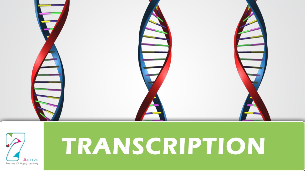 TRANSCRIPTION
