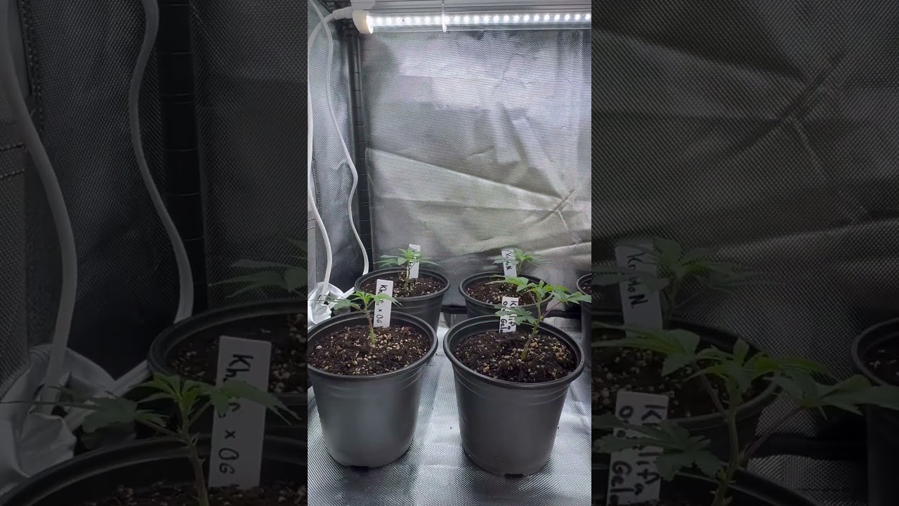VIVOSUN LED Linear Lights & 650W Flowering Light Work Great! #vivosun
