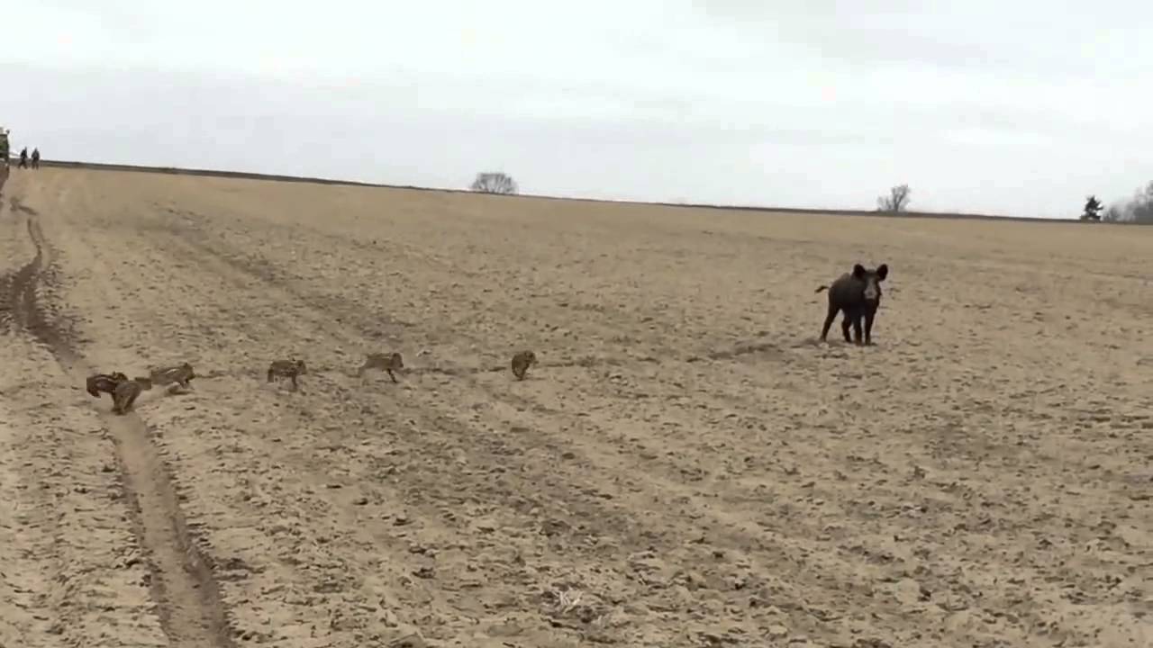 Polish Farmer Catches Wild Pig with Piglets