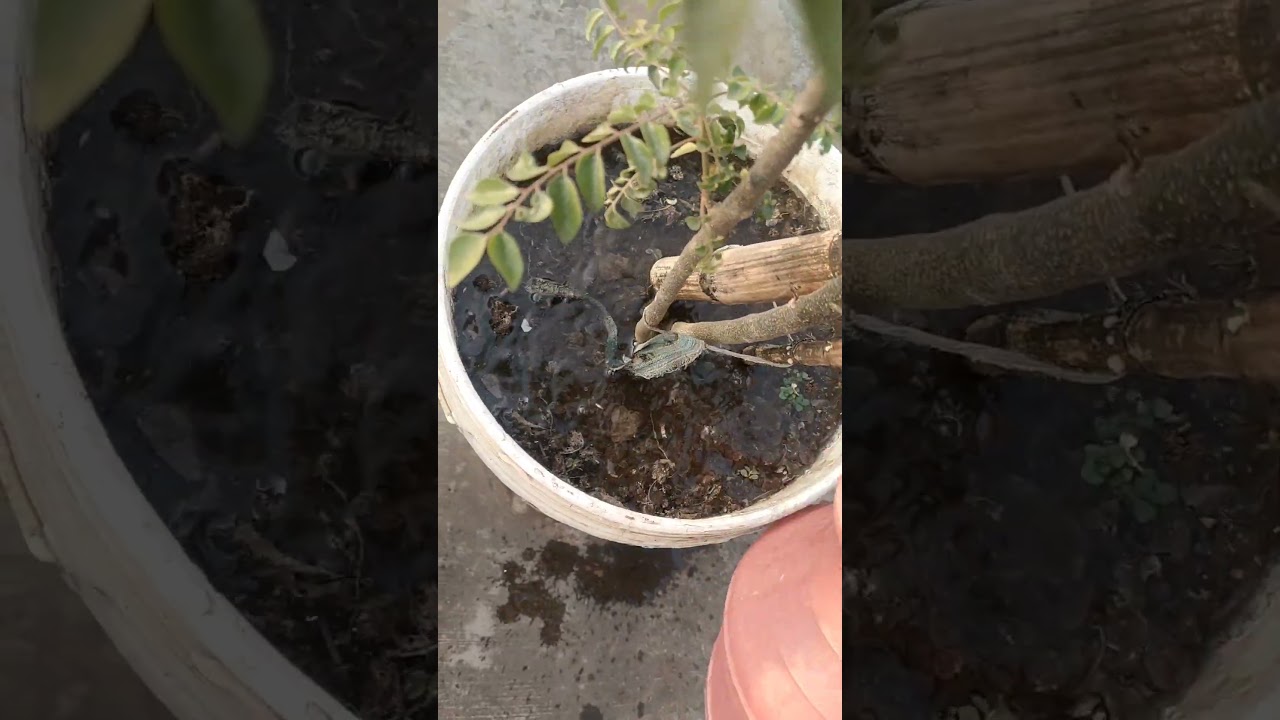 Plant Watering: The Right Way..#trending #youtube #ytshorts #shorts #watering