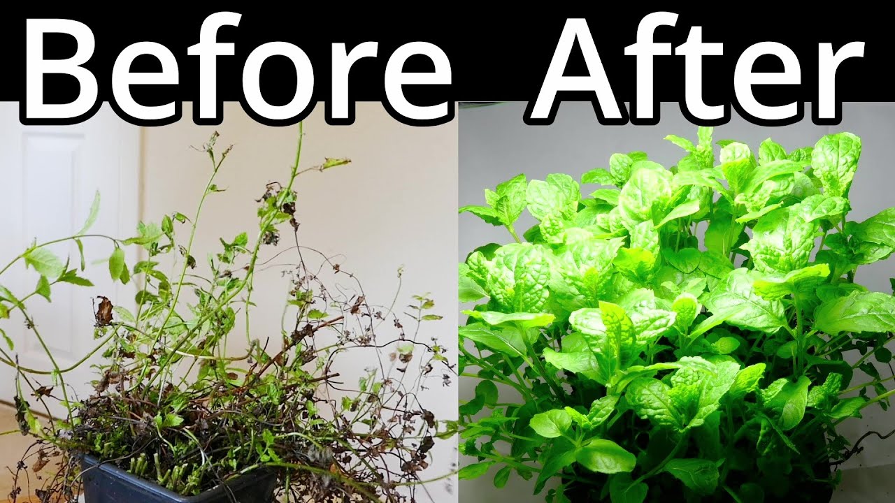 How To Restore A Mint Plant